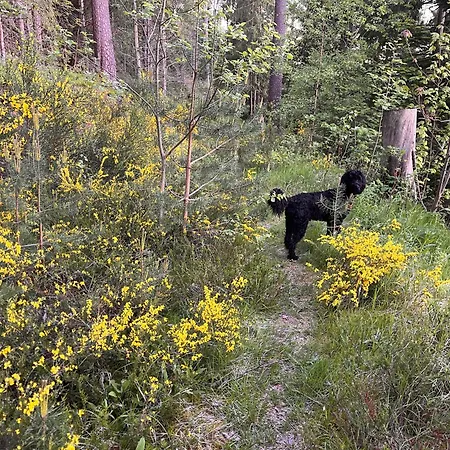 Lejlighed Haus Am - Pur Friedenweiler