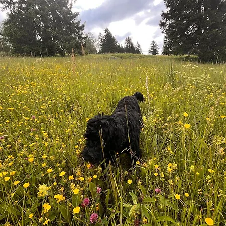 Haus Am - Pur Friedenweiler